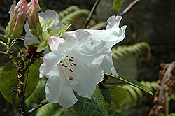 Bill Massey Rhododendron (Rhododendron 'Bill Massey') at Lakeshore Garden Centres