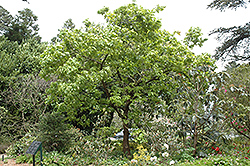 Japanese Emperor Oak (Quercus dentata) at A Very Successful Garden Center