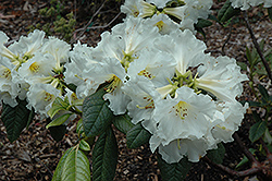 Roy Hudson Rhododendron (Rhododendron 'Roy Hudson') at Stonegate Gardens