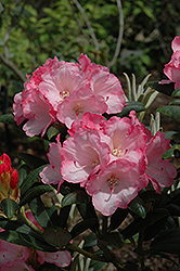 Sunrise Rhododendron (Rhododendron yakushimanum 'Sunrise') at Lakeshore Garden Centres