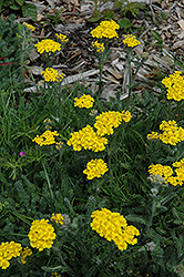Wooly Yarrow (Achillea tomentosa 'Maynard's Gold') at Stonegate Gardens
