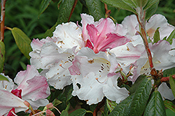 Fragrantissimum Improved Rhododendron (Rhododendron 'Fragrantissimum Improved') at A Very Successful Garden Center