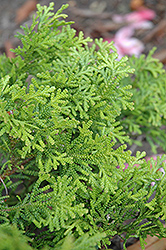 Dwarf Hiba Arborvitae (Thujopsis dolabrata 'Nana') at A Very Successful Garden Center