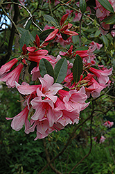 Rose Mangles Rhododendron (Rhododendron 'Rose Mangles') at A Very Successful Garden Center