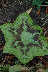 Kaleidoscope Hybrid Mayapple (Podophyllum 'Kaleidoscope') at Lakeshore Garden Centres