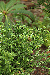Jindai Sugi Japanese Cedar (Cryptomeria japonica 'Jindai Sugi') at A Very Successful Garden Center