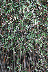 Blue Fountain Bamboo (Fargesia nitida) at A Very Successful Garden Center