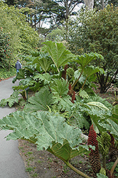 Giant Rhubarb (Gunnera tinctoria) at A Very Successful Garden Center