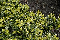 Watnong Gold Yew (Taxus baccata 'Watnong Gold') at A Very Successful Garden Center