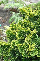 Dwarf Golden Hinoki Falsecypress (Chamaecyparis obtusa 'Nana Aurea') at A Very Successful Garden Center