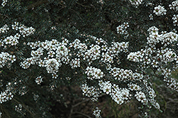 Woolly Tea-Tree (Leptospermum lanigerum) at A Very Successful Garden Center