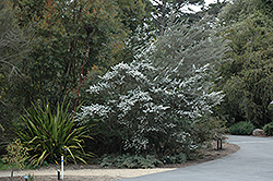 Woolly Tea-Tree (Leptospermum lanigerum) at Stonegate Gardens