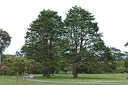 Monterey Cypress (Cupressus macrocarpa) at A Very Successful Garden Center