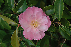 Lady Gowrie Camellia (Camellia x williamsii 'Lady Gowrie') at Lakeshore Garden Centres