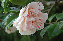 Extravaganza Camellia (Camellia japonica 'Extravaganza') at Stonegate Gardens