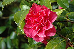 Rose Parade Camellia (Camellia 'Rose Parade') at Lakeshore Garden Centres