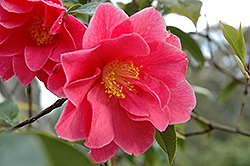 Frank Houser Camellia (Camellia 'Frank Houser') at A Very Successful Garden Center