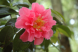 Elegant Beauty Camellia (Camellia x williamsii 'Elegant Beauty') at A Very Successful Garden Center