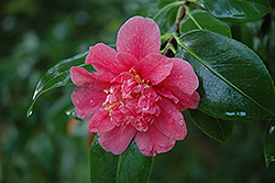 Tama Beauty Camellia (Camellia japonica 'Tama Beauty') at Lakeshore Garden Centres