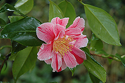 Ay Ay Ay Camellia (Camellia japonica 'Ay Ay Ay') at Lakeshore Garden Centres
