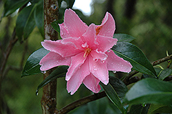 Lucky Star Camellia (Camellia x williamsii 'Lucky Star') at Stonegate Gardens