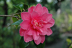 Mary Agnes Patin Camellia (Camellia 'Mary Agnes Patin') at A Very Successful Garden Center