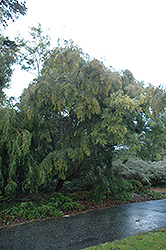 Flax-leaf Wattle (Acacia linifolia) at A Very Successful Garden Center
