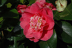 R.L. Wheeler Camellia (Camellia japonica 'R.L. Wheeler') at Stonegate Gardens