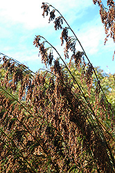 Cape Restio (Rhodocoma capensis) at Lakeshore Garden Centres