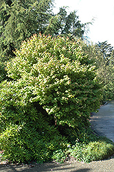 Heronswood Globe Katsura Tree (Cercidiphyllum japonicum 'Heronswood Globe') at A Very Successful Garden Center