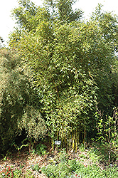 Weaver's Bamboo (Bambusa textilis) at A Very Successful Garden Center