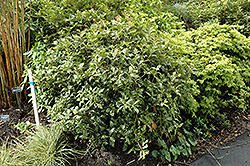 Variegated False Holly (Osmanthus heterophyllus 'Variegatus') at A Very Successful Garden Center