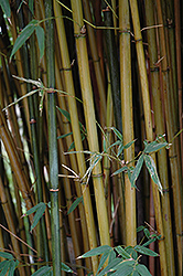 Candy Cane Bamboo (Himalayacalamus falconeri 'Damarapa') at Stonegate Gardens