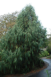 Kashmir Cypress (Cupressus torulosa 'var. cashmeriana') at A Very Successful Garden Center