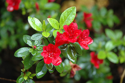 Ward's Ruby Azalea (Rhododendron 'Ward's Ruby') at A Very Successful Garden Center
