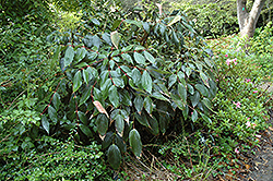 Emei Shan Mahonia (Mahonia gracilipes) at Stonegate Gardens