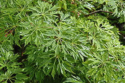 Green Cascade Maple (Acer japonicum 'Green Cascade') at A Very Successful Garden Center