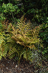Autumn Fern (Dryopteris erythrosora) at A Very Successful Garden Center