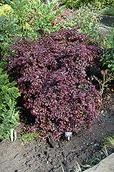 Burgundy Fringeflower (Loropetalum chinense 'Burgundy') at Stonegate Gardens