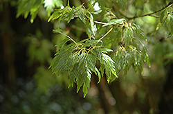 Sessilifolium Japanese Maple (Acer palmatum 'Sessilifolium') at Lakeshore Garden Centres