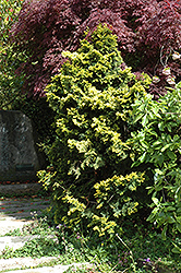 Verdon Dwarf Hinoki Falsecypress (Chamaecyparis obtusa 'Verdoni') at Stonegate Gardens