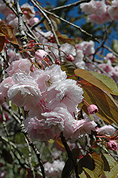 White Flowering Cherry (Prunus serrulata 'Alborosea') at A Very Successful Garden Center