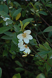 Port Wine Magnolia (Magnolia figo 'var. crassipes') at Lakeshore Garden Centres