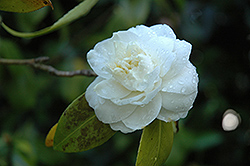 Maui Camellia (Camellia japonica 'Maui') at A Very Successful Garden Center