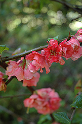 Red Chariot Flowering Quince (Chaenomeles 'Red Chariot') at Stonegate Gardens