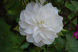 Junior Prom Camellia (Camellia japonica 'Junior Prom') at A Very Successful Garden Center