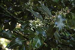 Sunnybrook Holly (Ilex aquifolium 'Sunnybrook') at Lakeshore Garden Centres