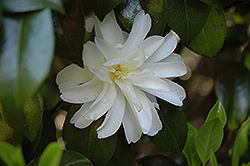 October Magic Ivory Camellia (Camellia sasanqua 'Green 99-016') at Lakeshore Garden Centres