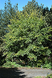 Snakebark Maple (Acer davidii) at A Very Successful Garden Center