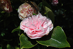 Pink Forest Camellia (Camellia 'Pink Forest') at A Very Successful Garden Center